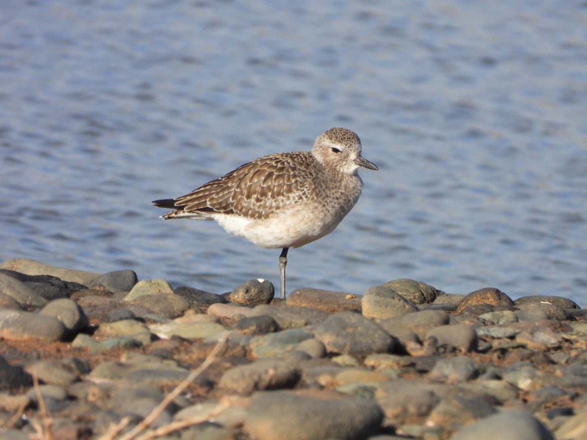 Буурал сүвээ цагаан - ML647316915