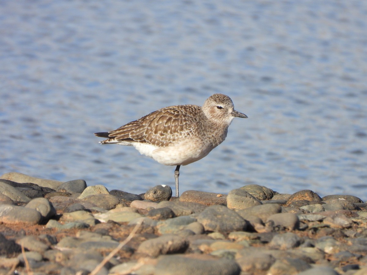 Буурал сүвээ цагаан - ML647316916