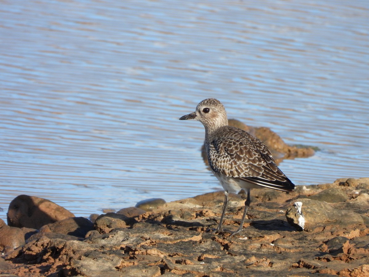 Буурал сүвээ цагаан - ML647316917