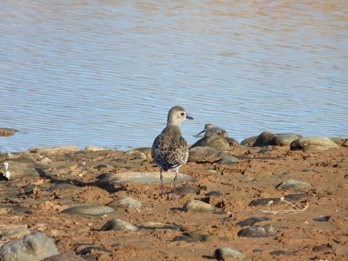Буурал сүвээ цагаан - ML647316918