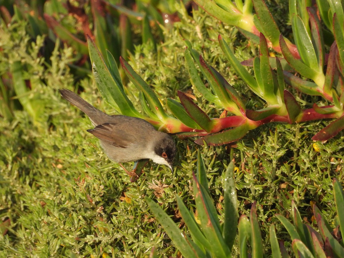 Samtkopf-Grasmücke - ML647316941