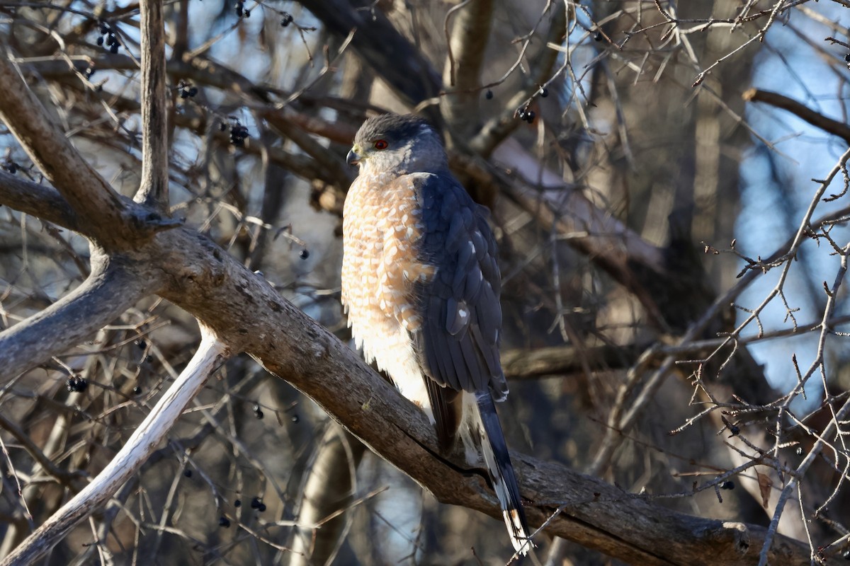 Cooper's Hawk - ML647316943