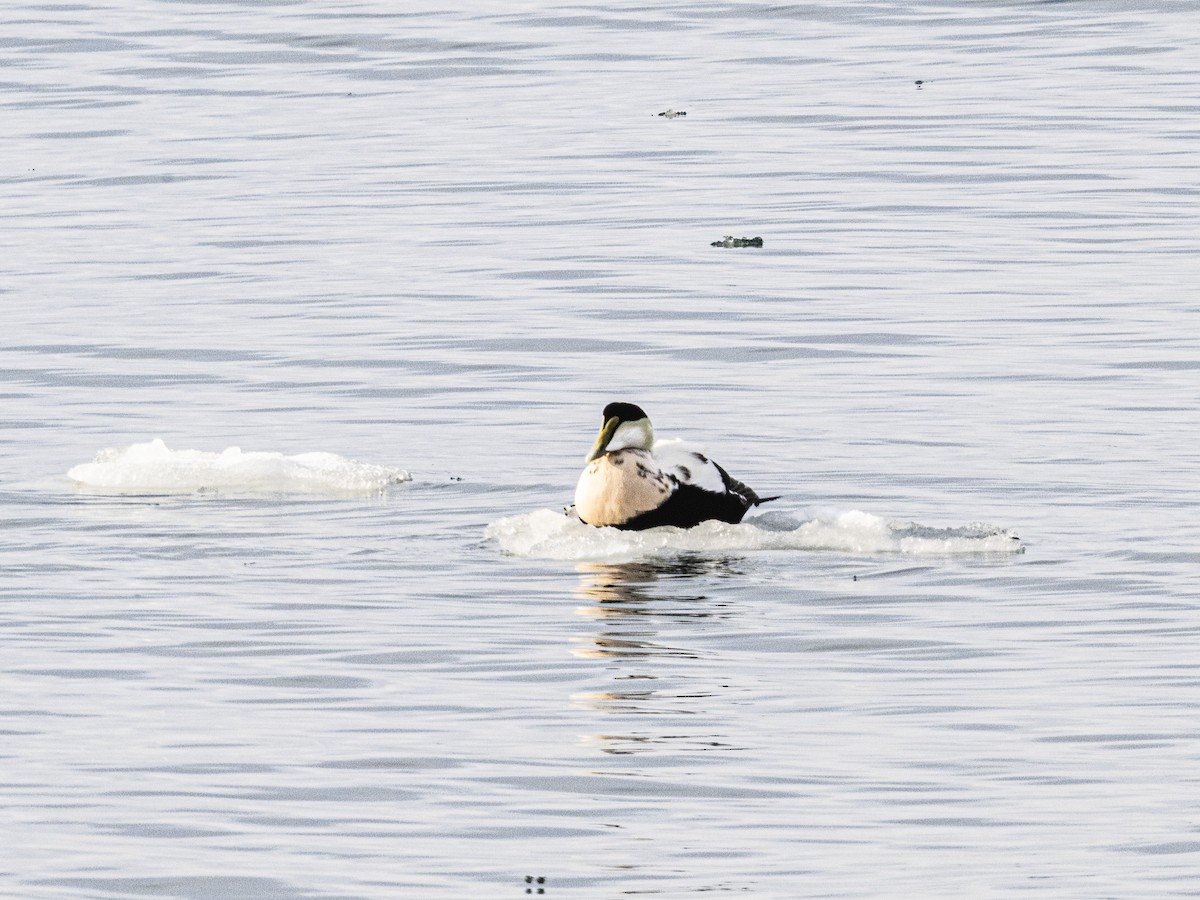 אדרית שחורת-כיפה - ML647316970