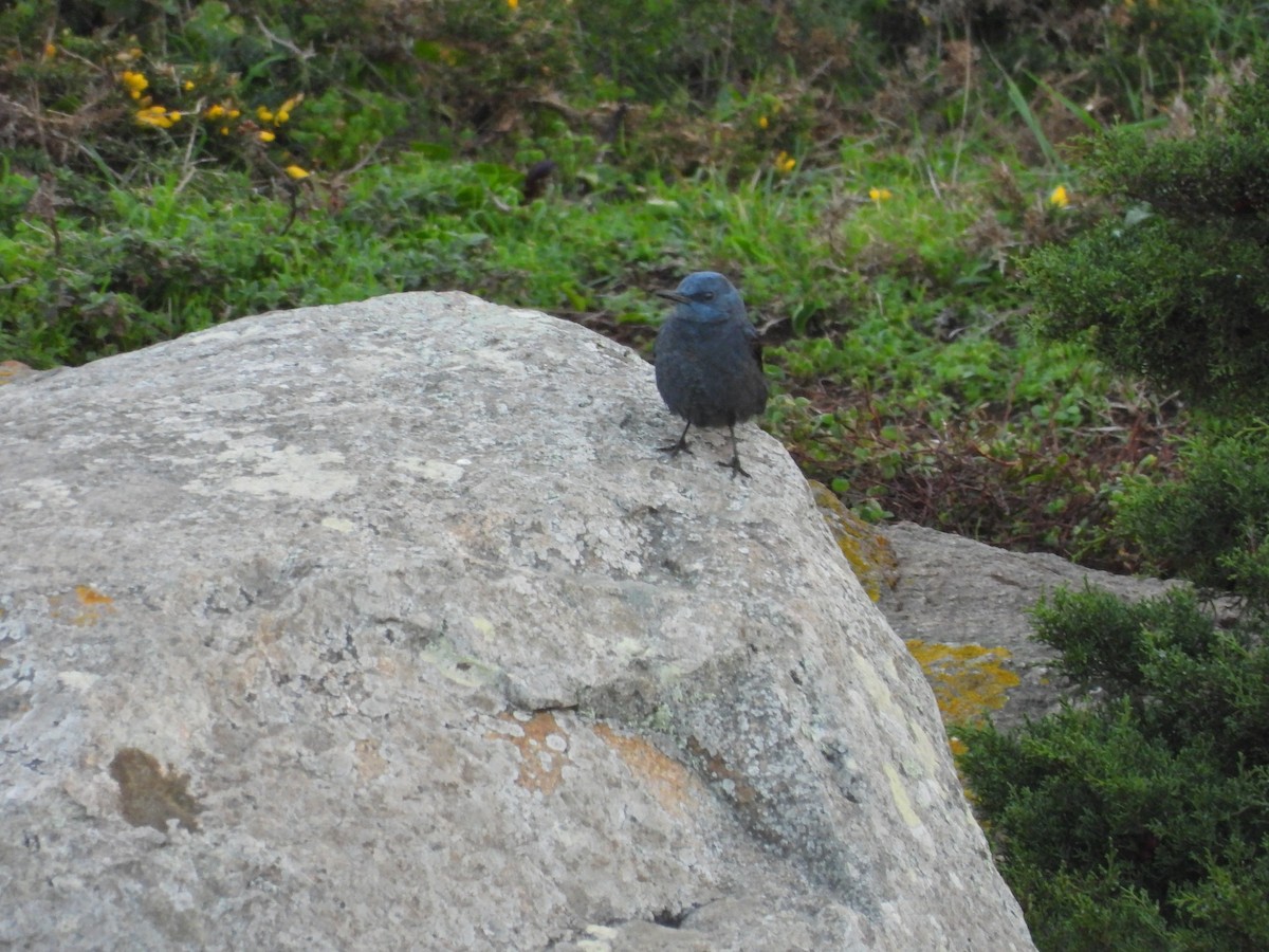 Blue Rock-Thrush - ML647316977