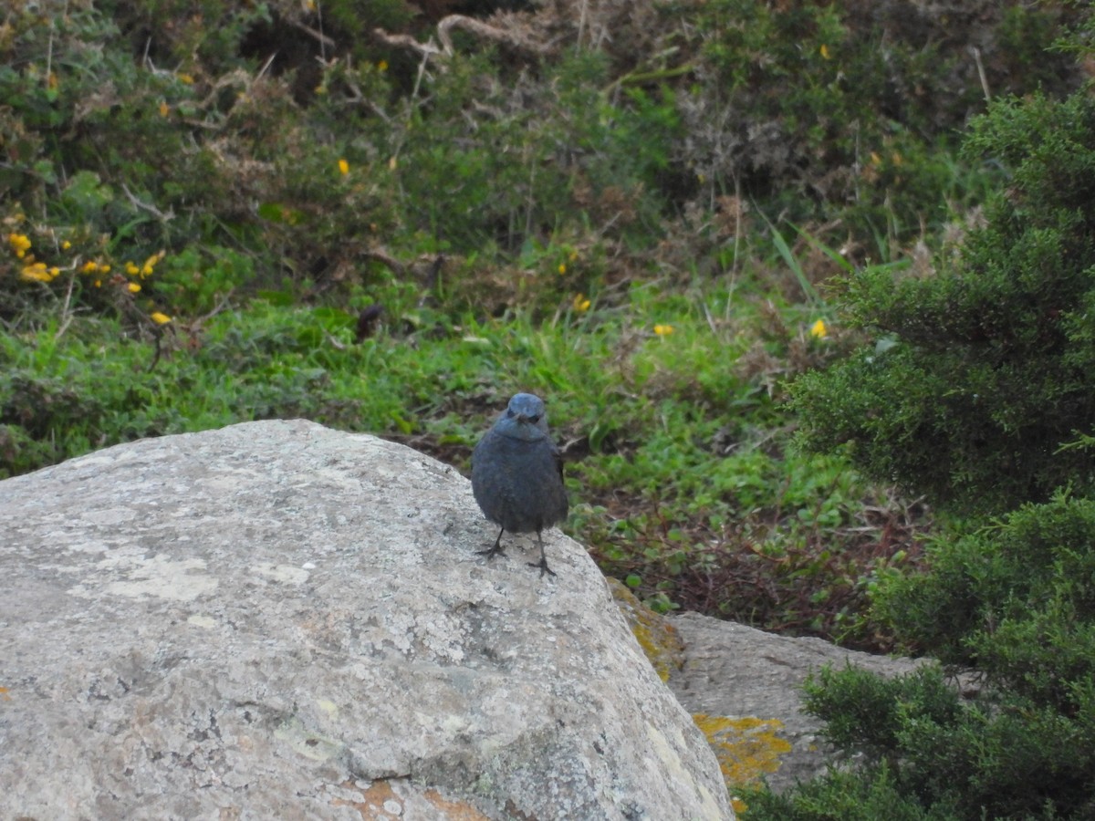 Blue Rock-Thrush - ML647316978