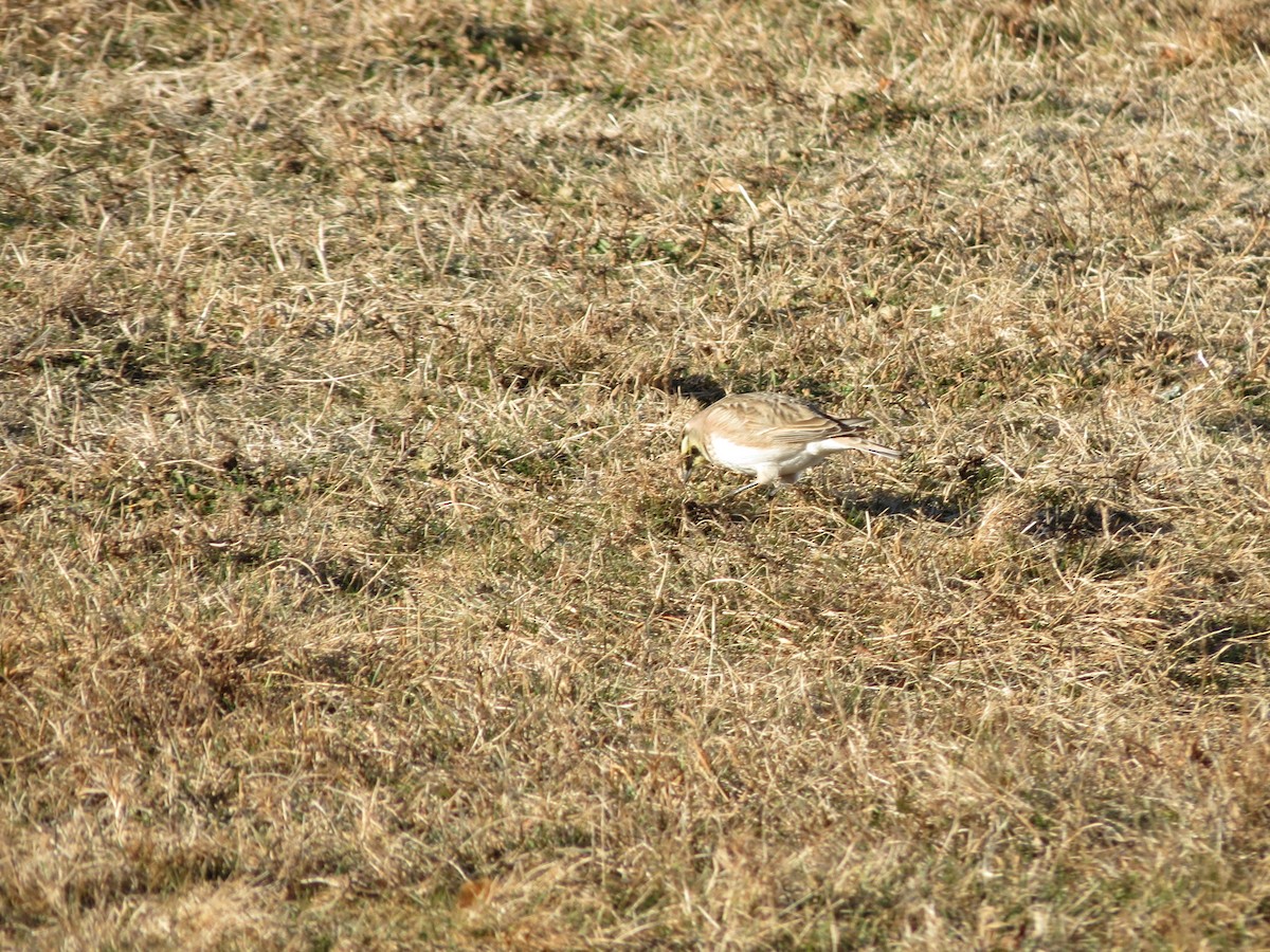 Alondra Cornuda - ML647316995