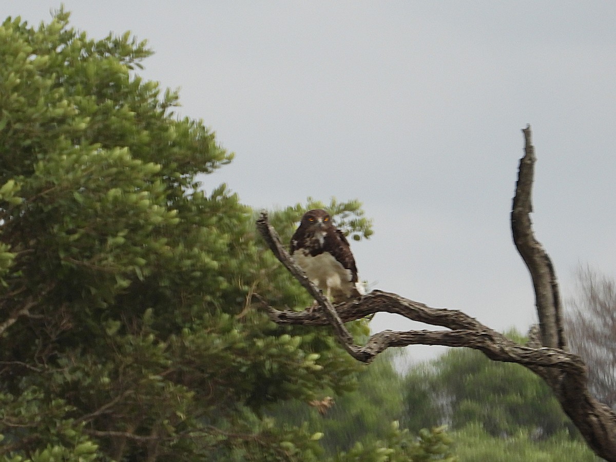 Змієїд чорноволий - ML647317019