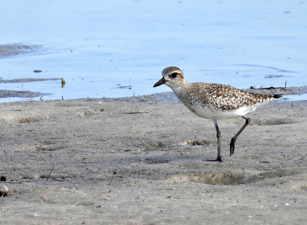 Буурал сүвээ цагаан - ML647317023