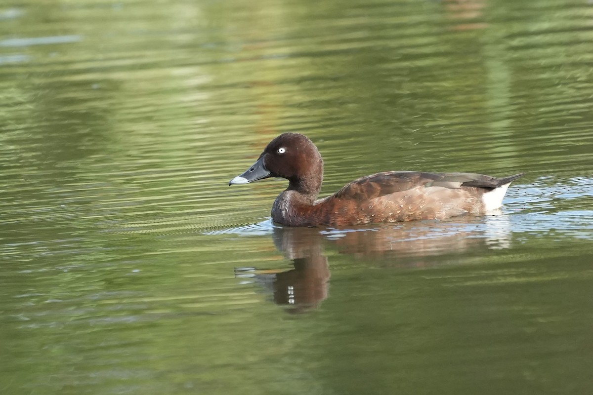 Hardhead - ML647317041