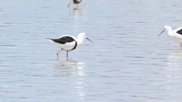 Рыжегрудый ходулочник - ML647317042