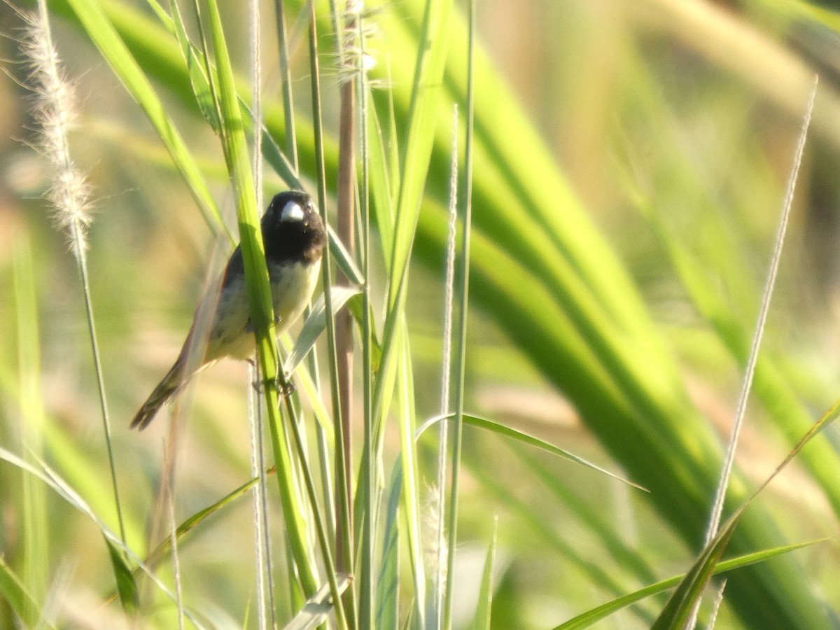 Yellow-bellied Seedeater - ML647317054