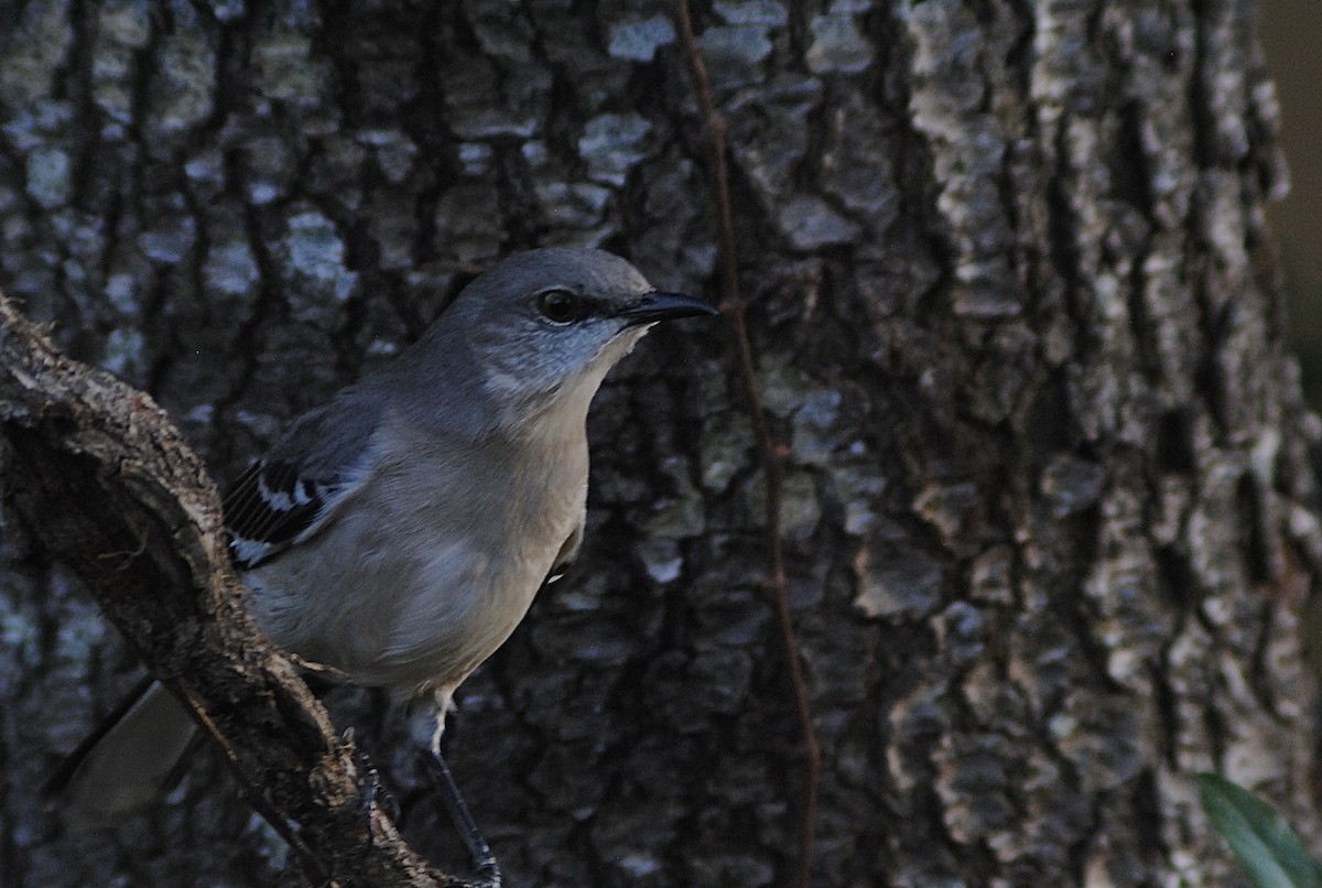 Пересмішник багатоголосий - ML647317065