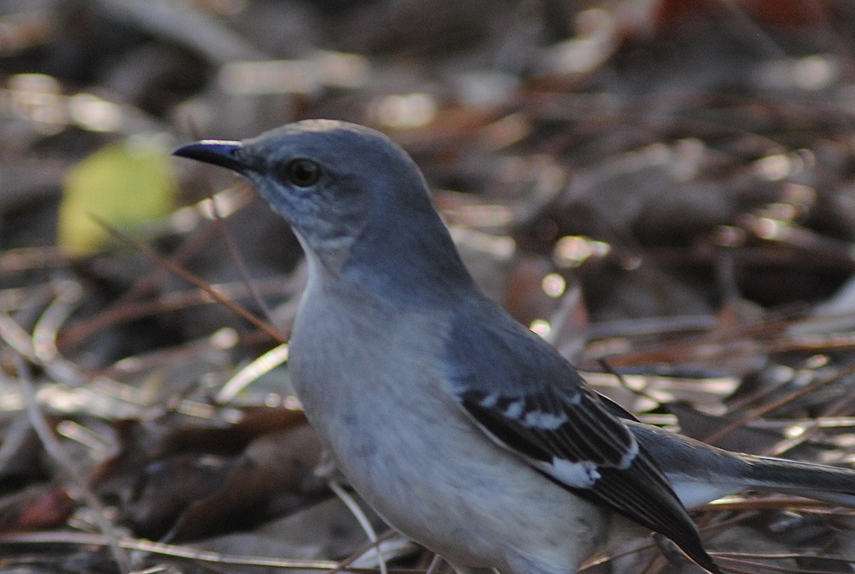 Пересмішник багатоголосий - ML647317066