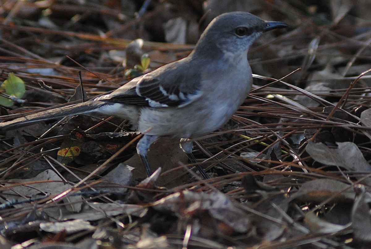 Пересмішник багатоголосий - ML647317067