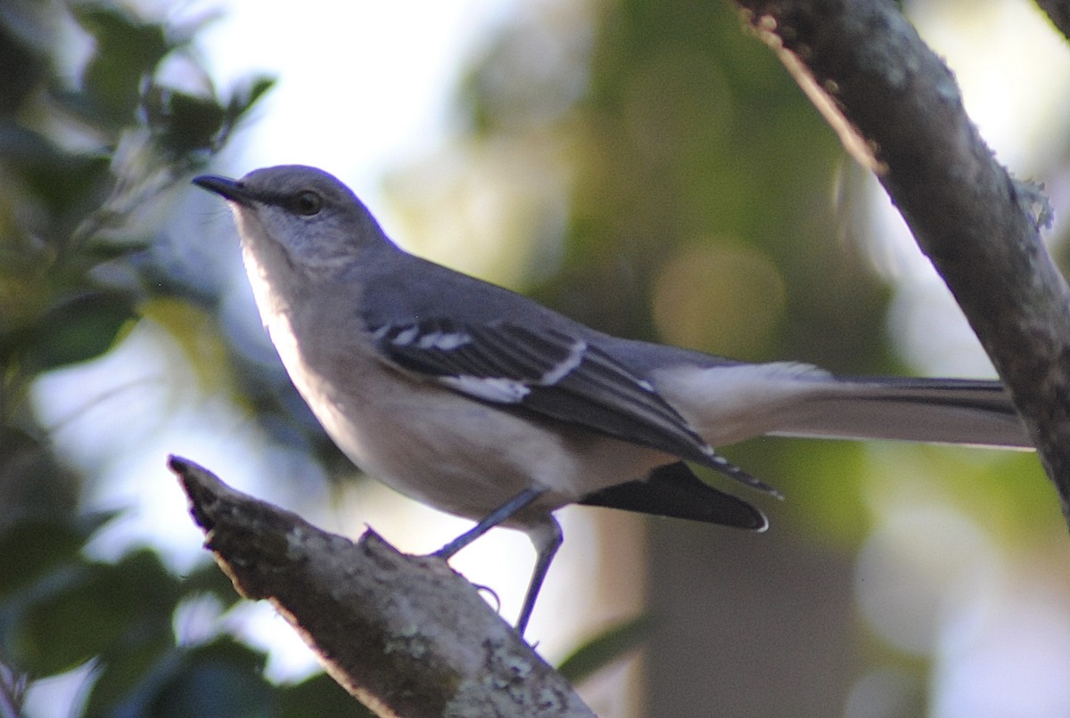 Пересмішник багатоголосий - ML647317069