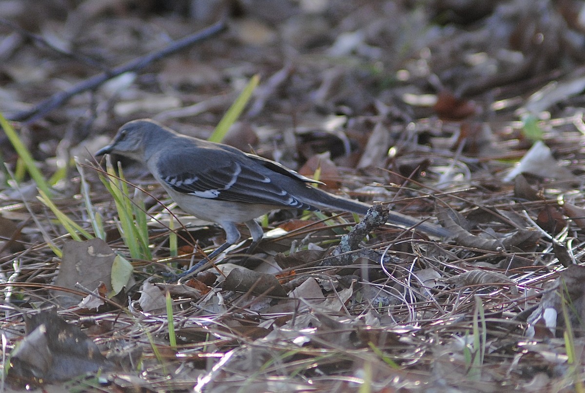 Пересмішник багатоголосий - ML647317070