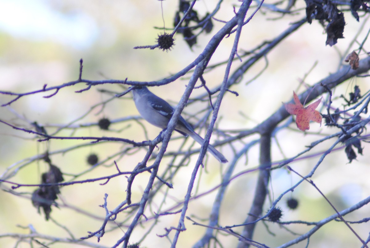 Пересмішник багатоголосий - ML647317071