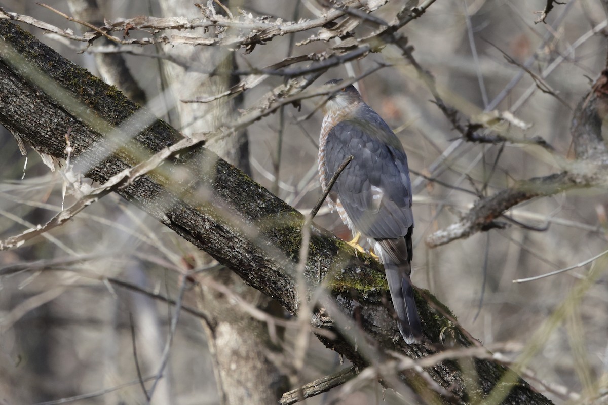 Cooper's Hawk - ML647317080