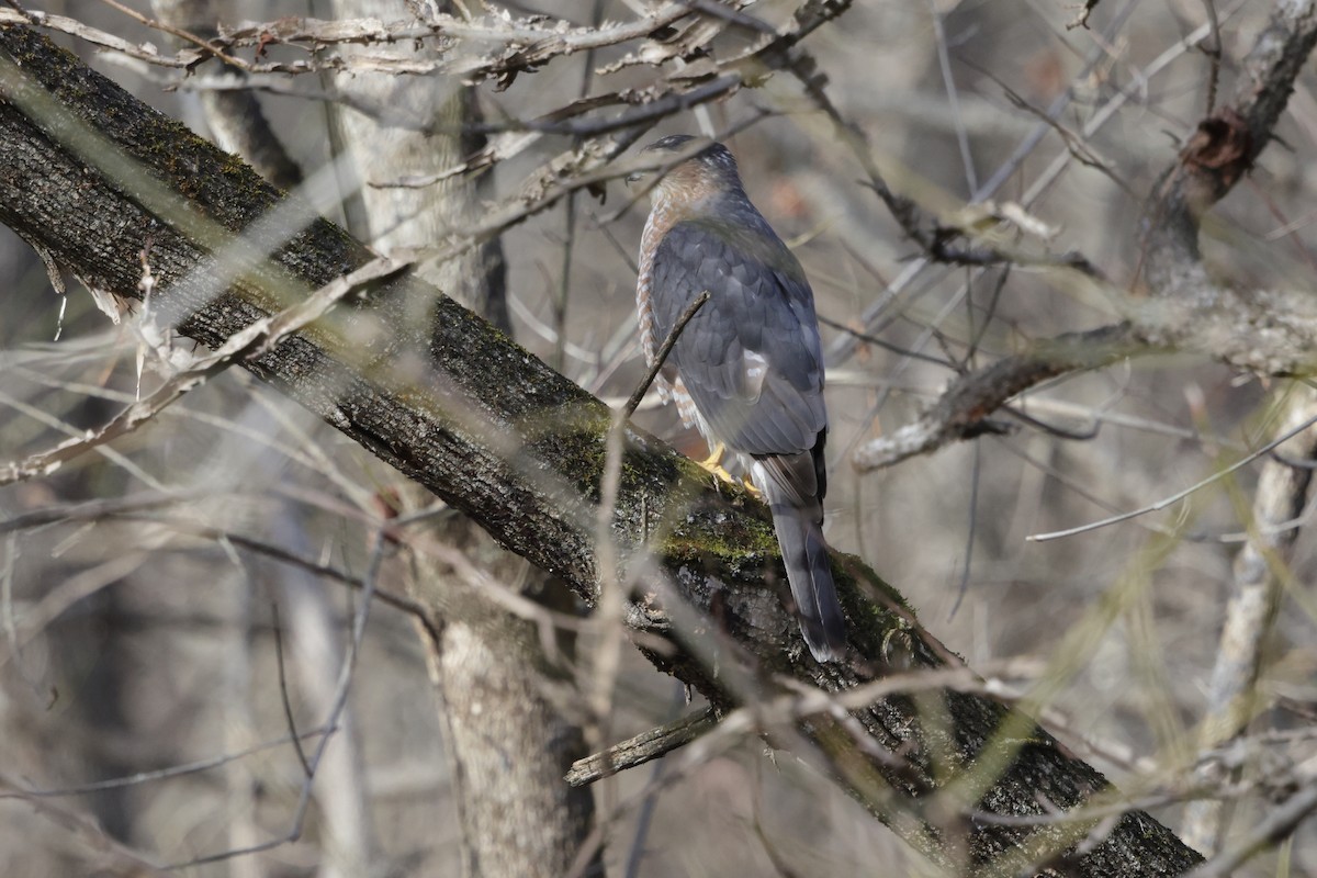 Cooper's Hawk - ML647317081