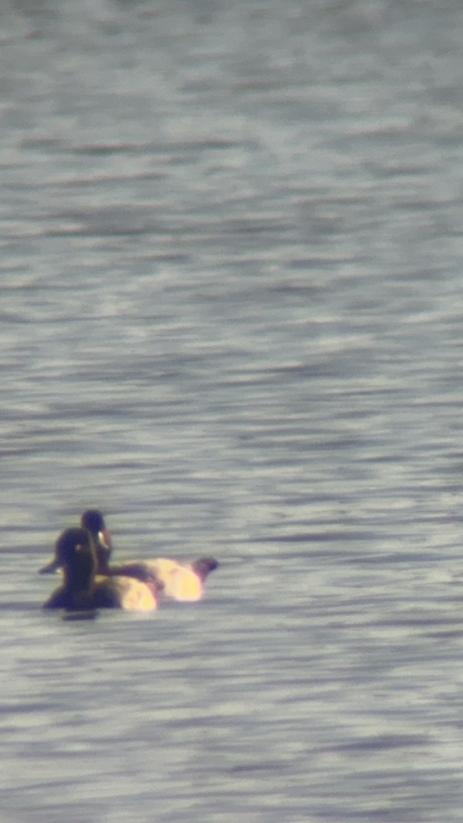 コスズガモ - ML647317095