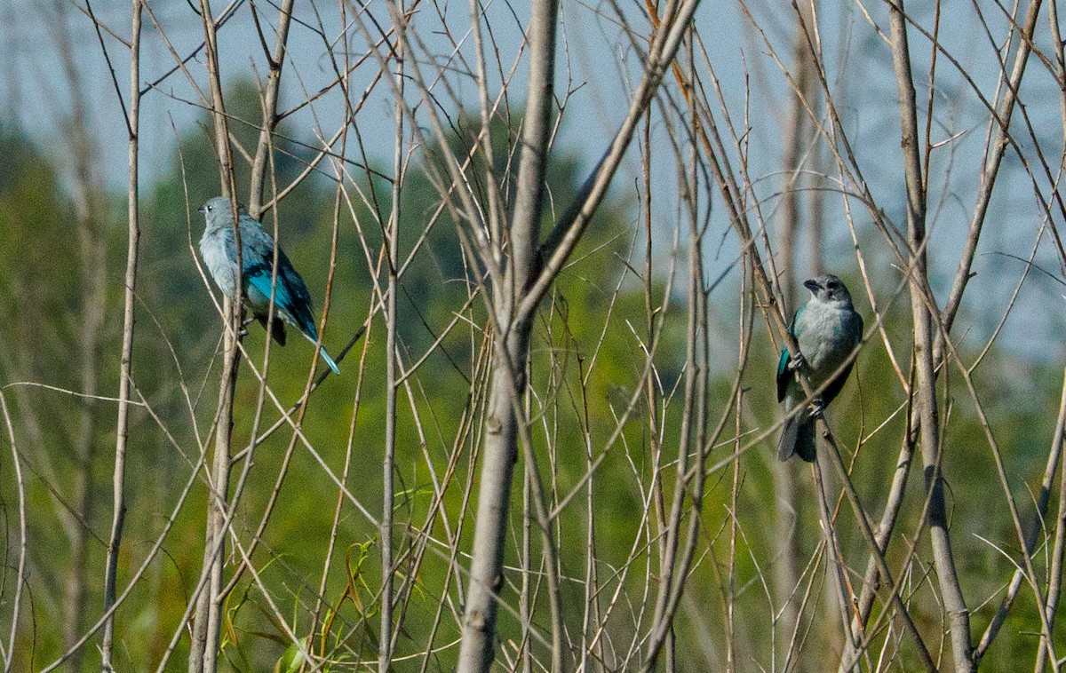 Sayaca Tanager - ML647317102
