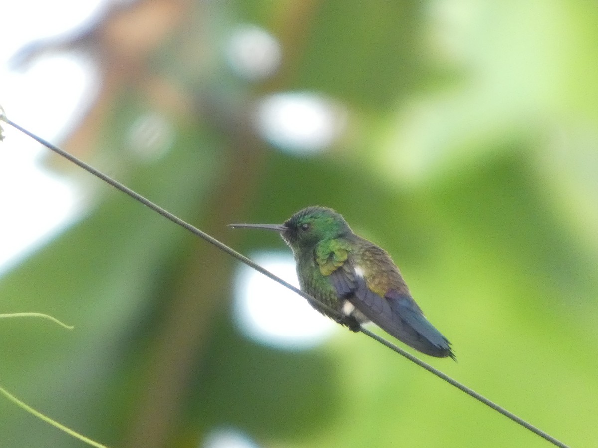Blue-vented Hummingbird - ML647317109