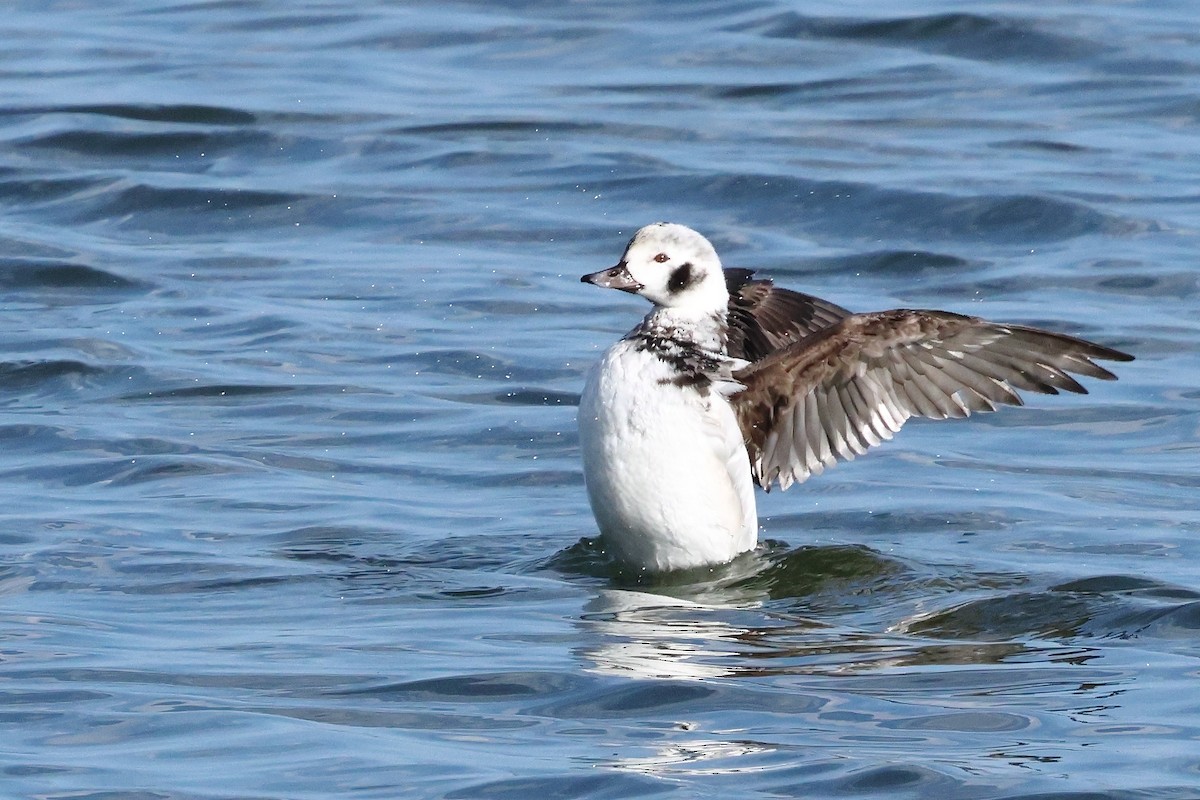 Long-tailed Duck - ML647317110