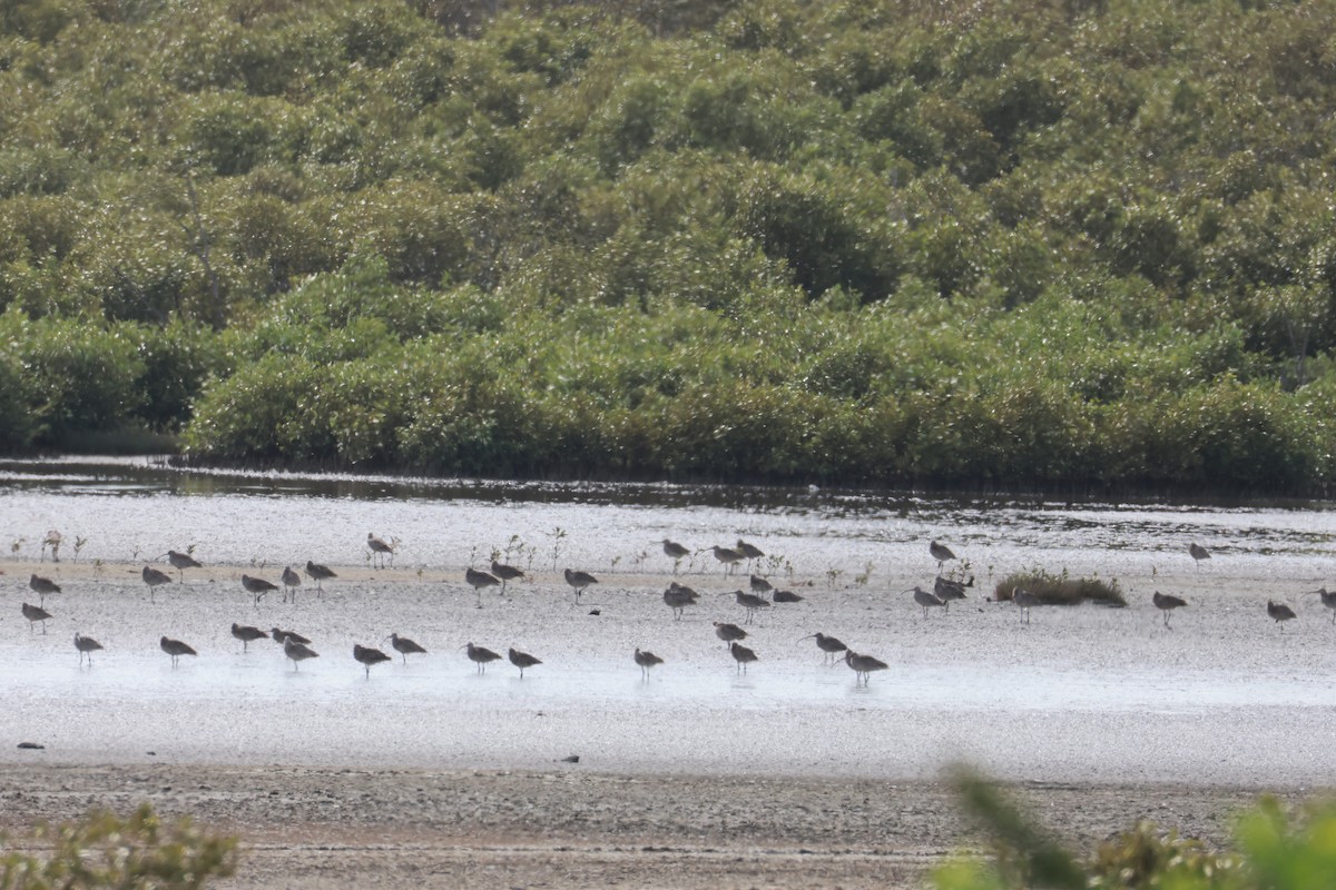 Far Eastern Curlew - ML647317119