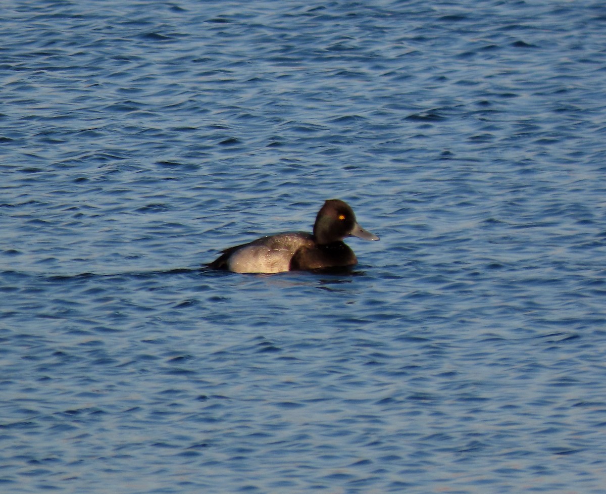 コスズガモ - ML647317126