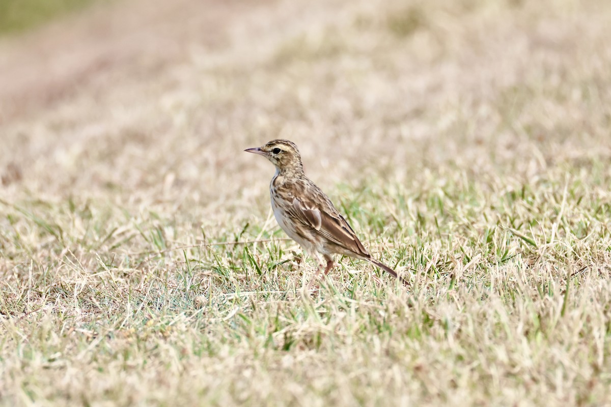 Australian Pipit - ML647317127