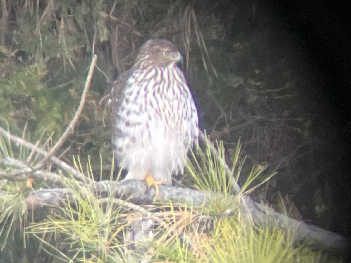 Cooper's Hawk - ML647317153