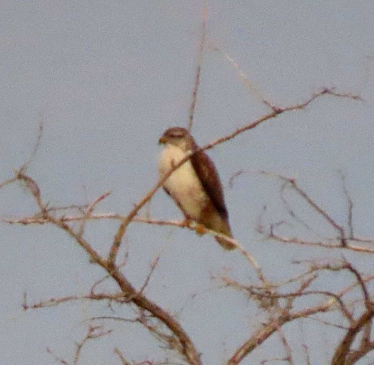 kongevåk - ML647317172