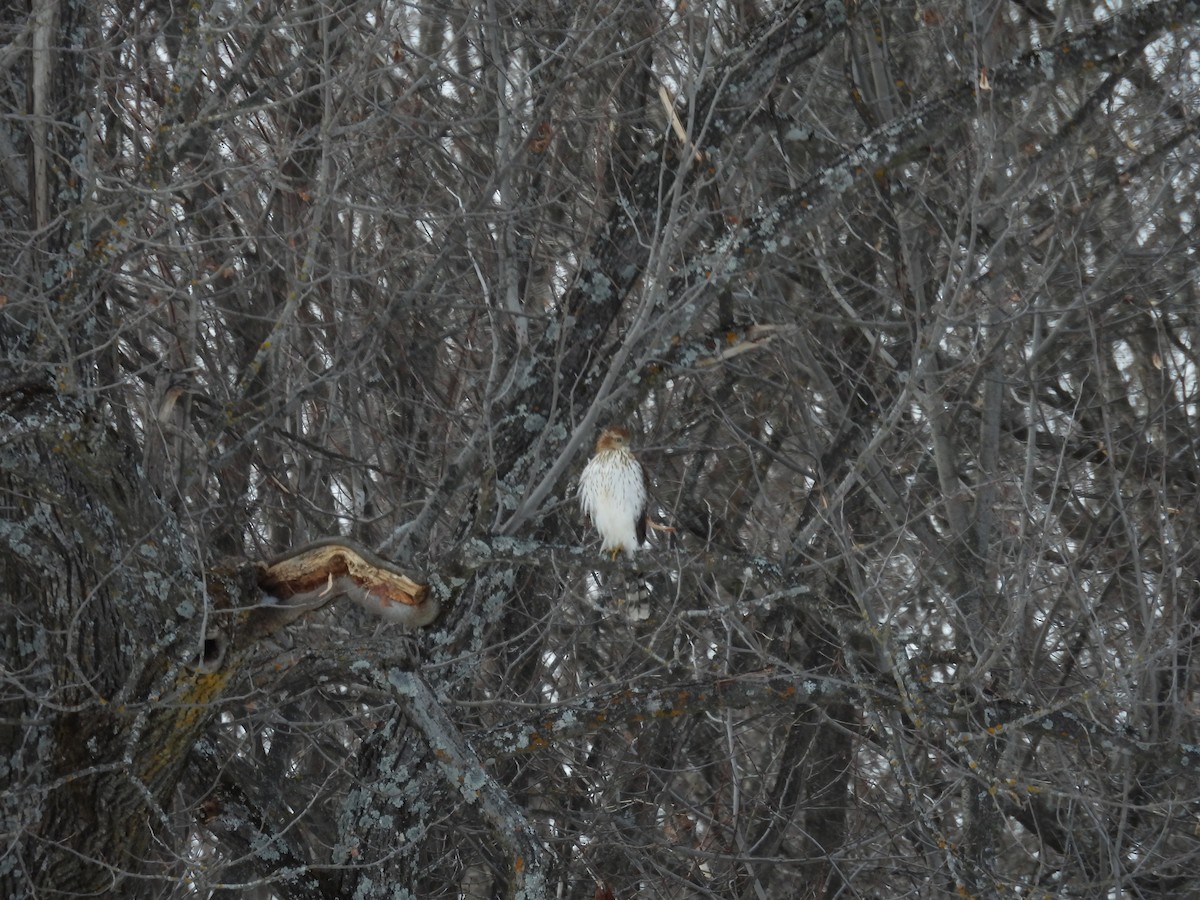Cooper's Hawk - ML647317175