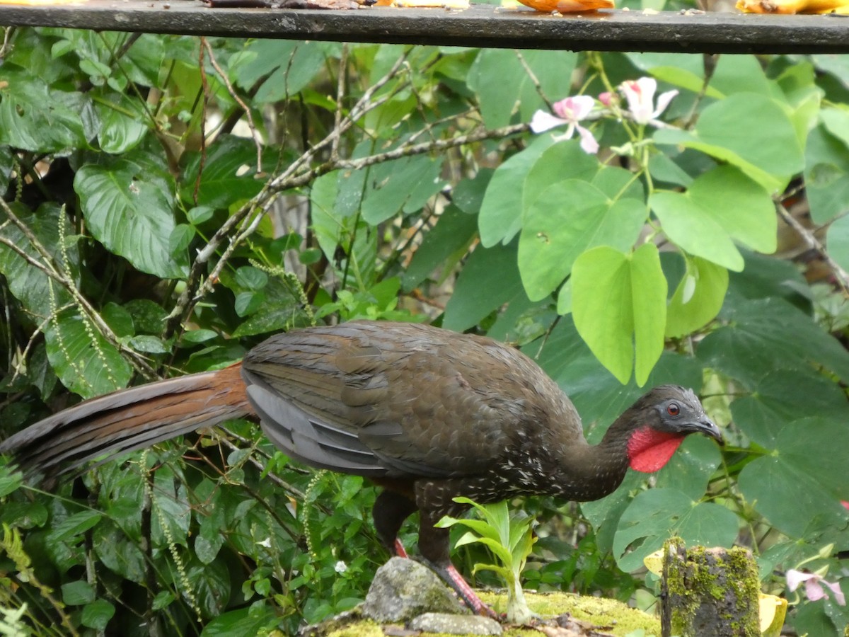 Crested Guan - ML647317195