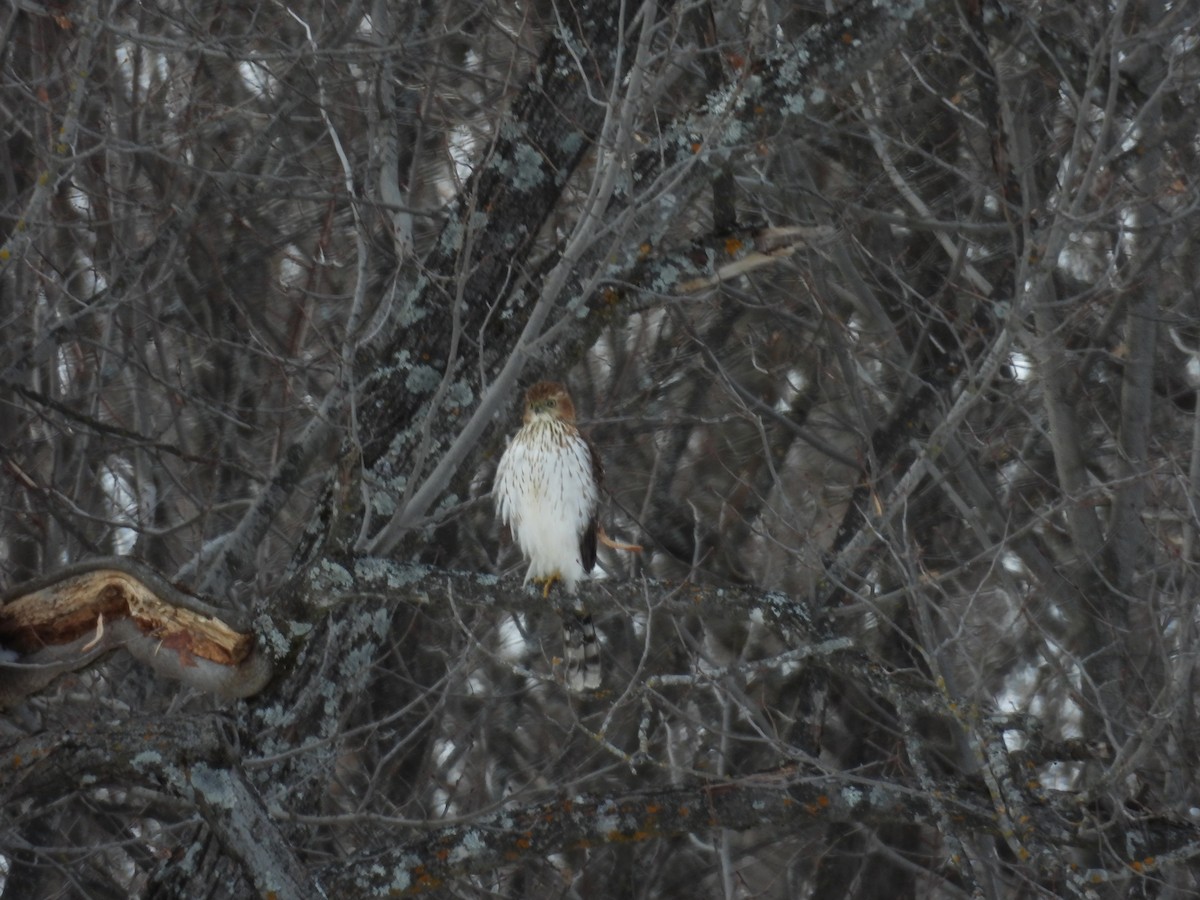 Cooper's Hawk - ML647317197