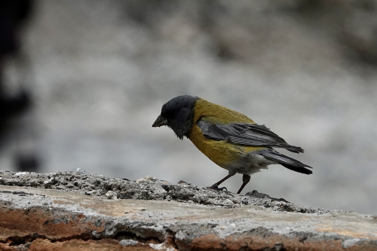 Gray-hooded Sierra Finch (gayi/caniceps) - ML647317218