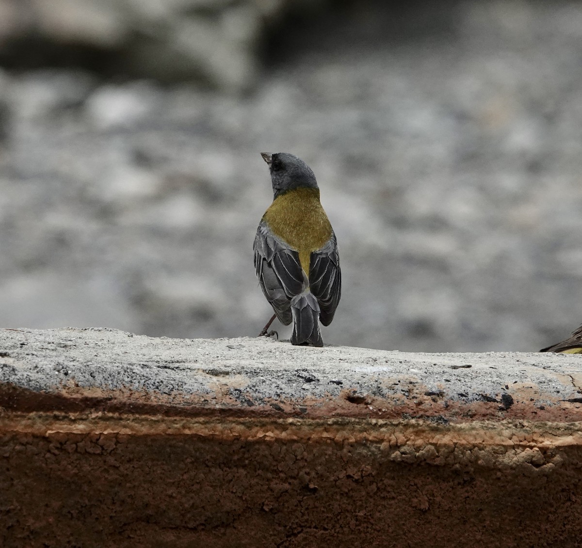 Gray-hooded Sierra Finch (gayi/caniceps) - ML647317219