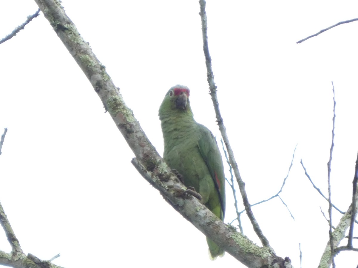 Red-lored Amazon - ML647317224