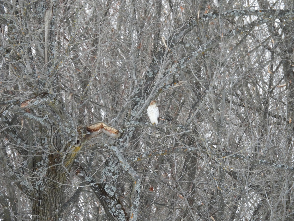 Cooper's Hawk - ML647317263