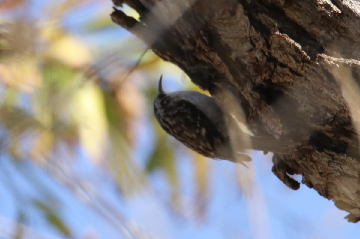 Brown Creeper - ML647317271