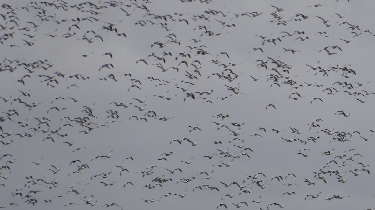 husa sněžní - ML647317272