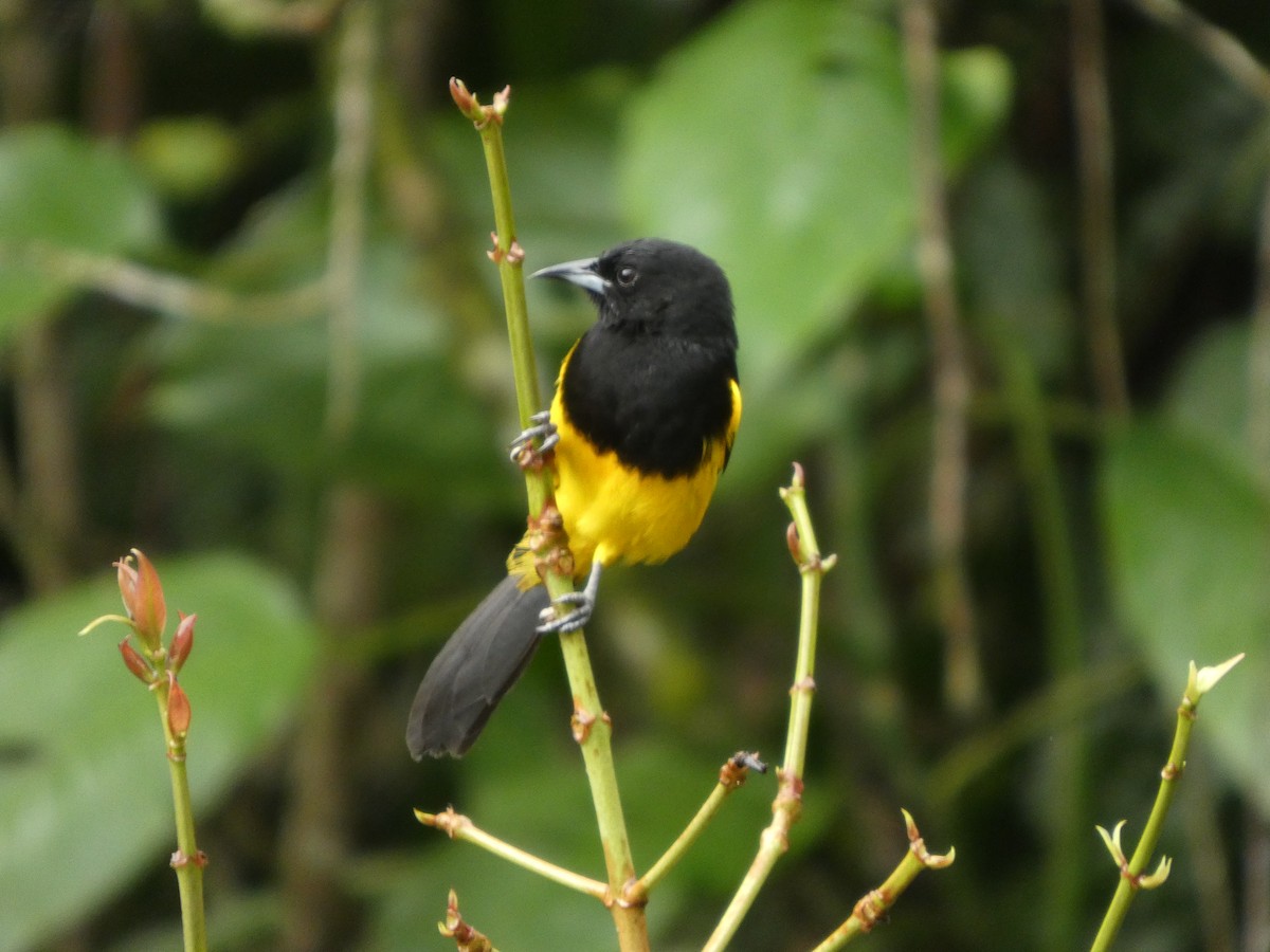 Black-cowled Oriole - ML647317274