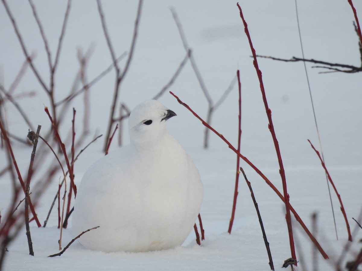Lagópodo Común - ML647317284