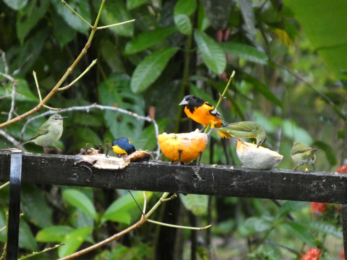 Baltimore Oriole - ML647317286