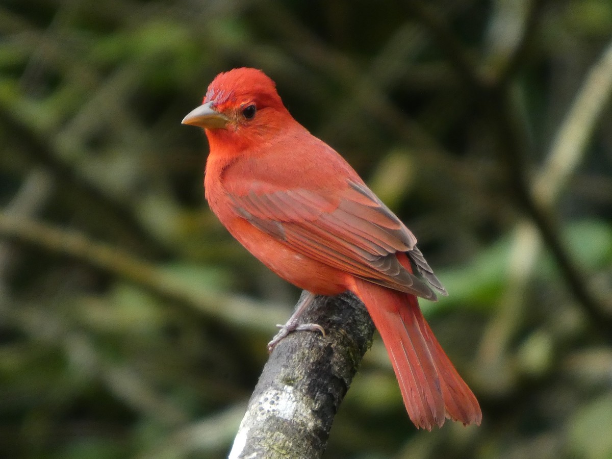 Summer Tanager - ML647317317
