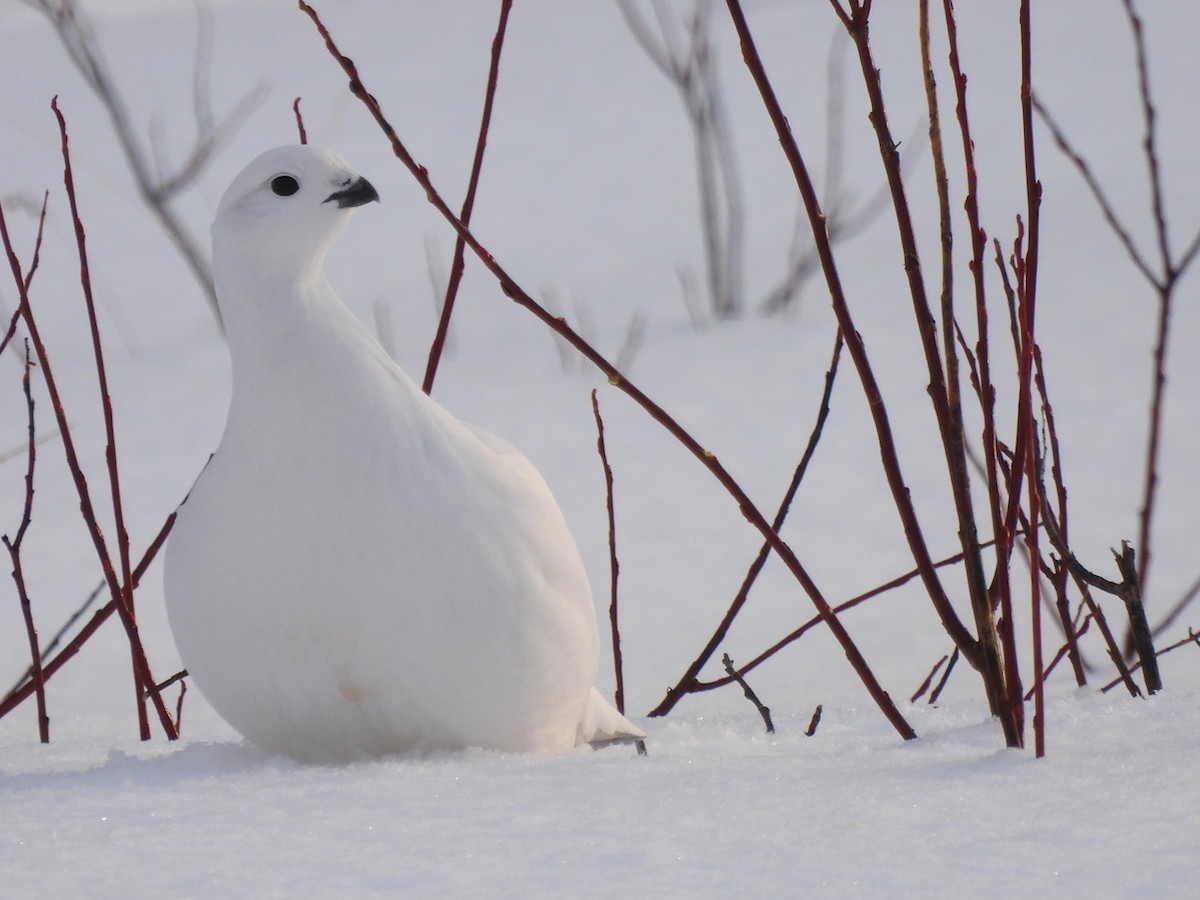 Lagópodo Común - ML647317320