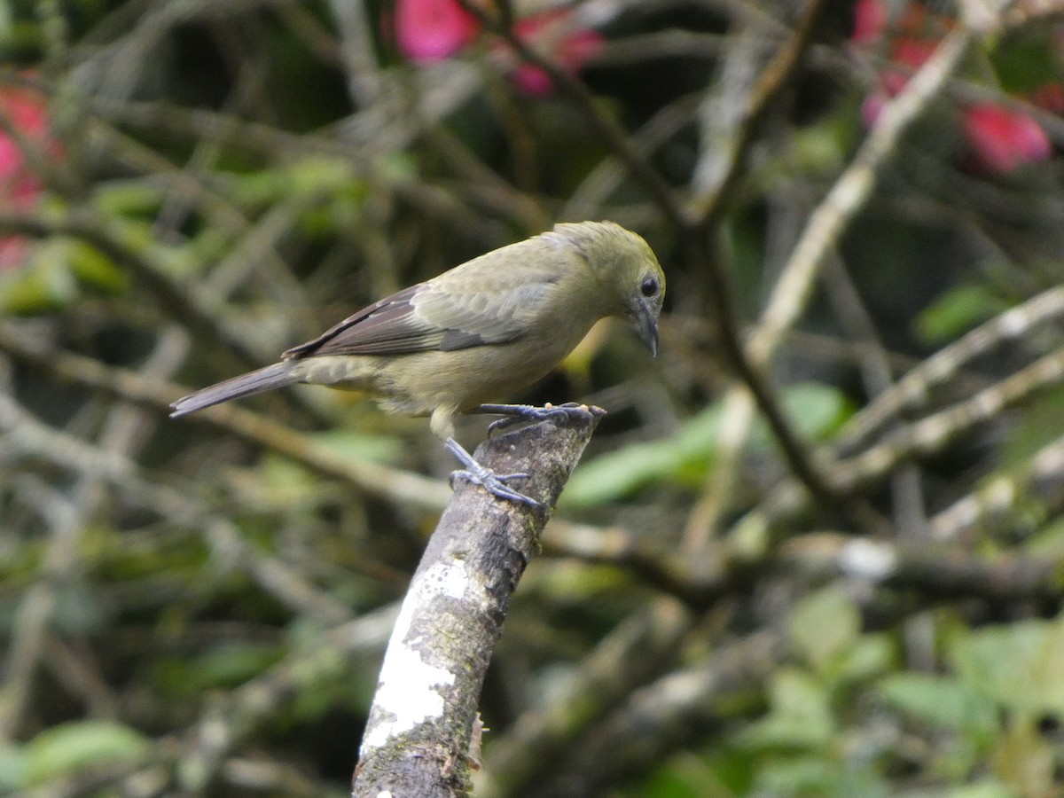 Palm Tanager - ML647317328