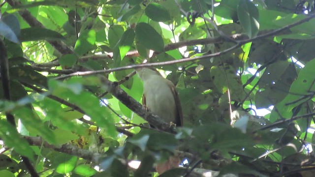 Пернамбукская лесовка - ML647317342