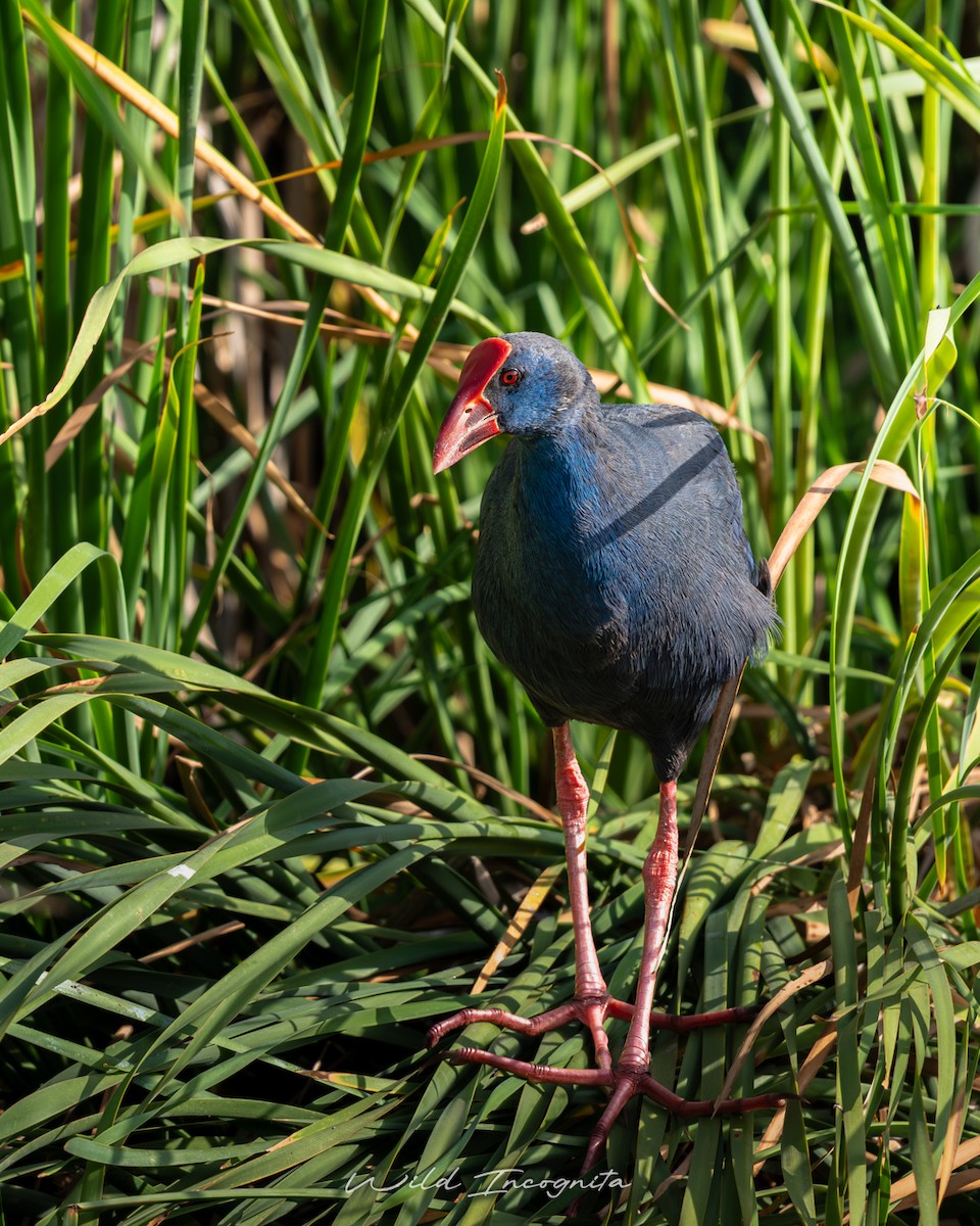 Western Swamphen - ML647317352