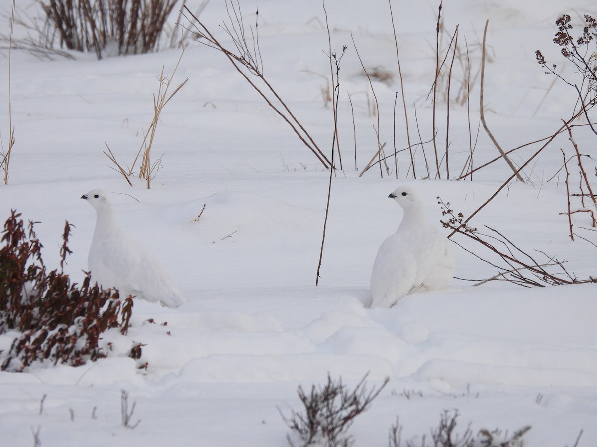 Lagópodo Común - ML647317364